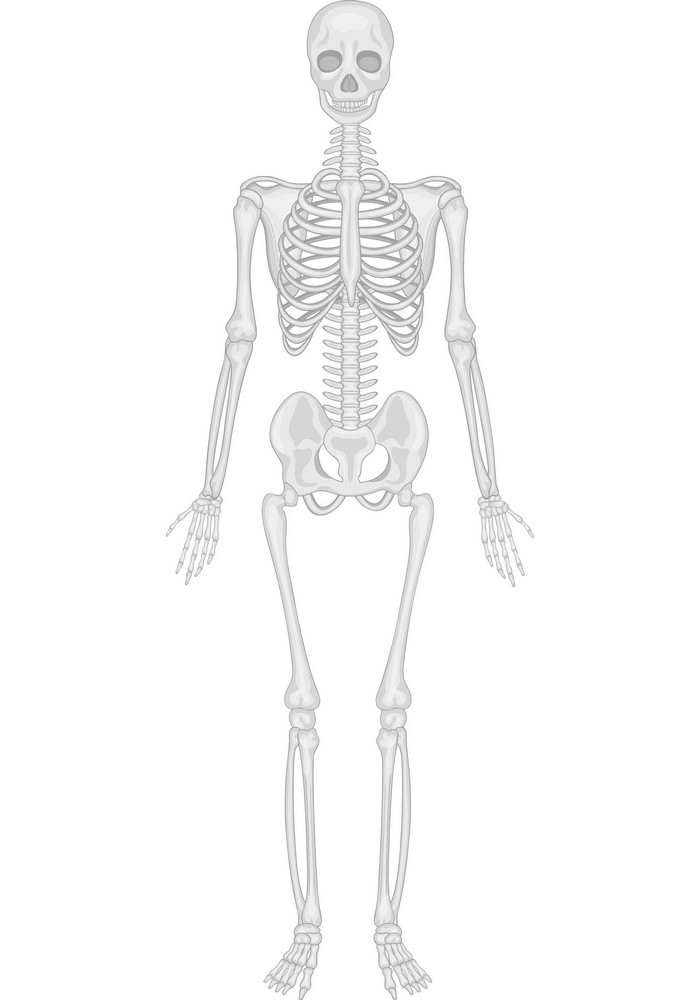 人間の骨格のイラスト 1
