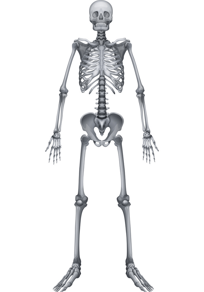 通常の骸骨のイラスト イラスト