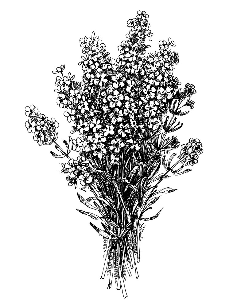 花束 ラベンダー イラスト 黒と白 イラスト