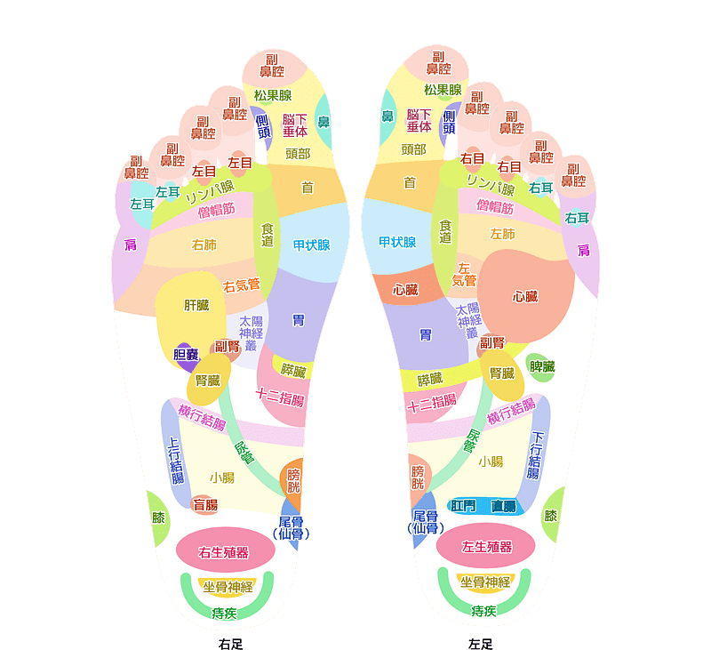 鍼治療の足の図