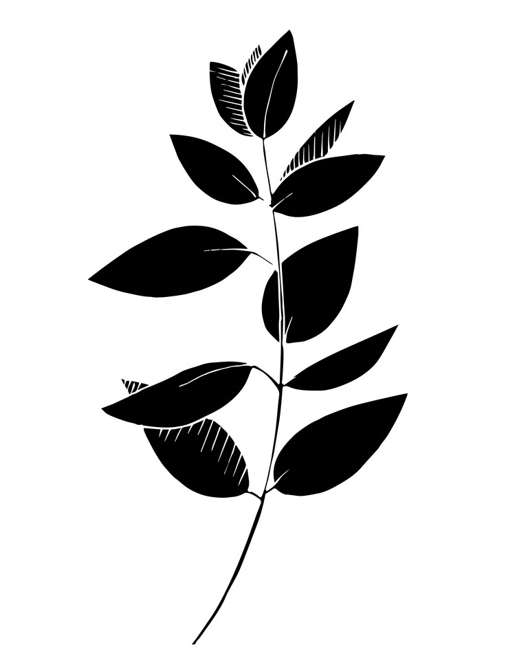 黒いユーカリの葉の図 イラスト