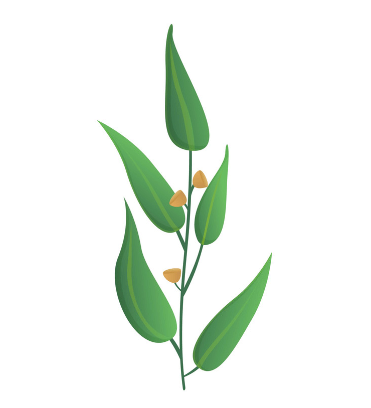 緑のユーカリの葉の図 イラスト