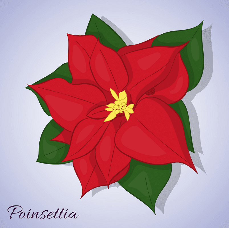 ポインセチアの花のイラスト4 イラスト