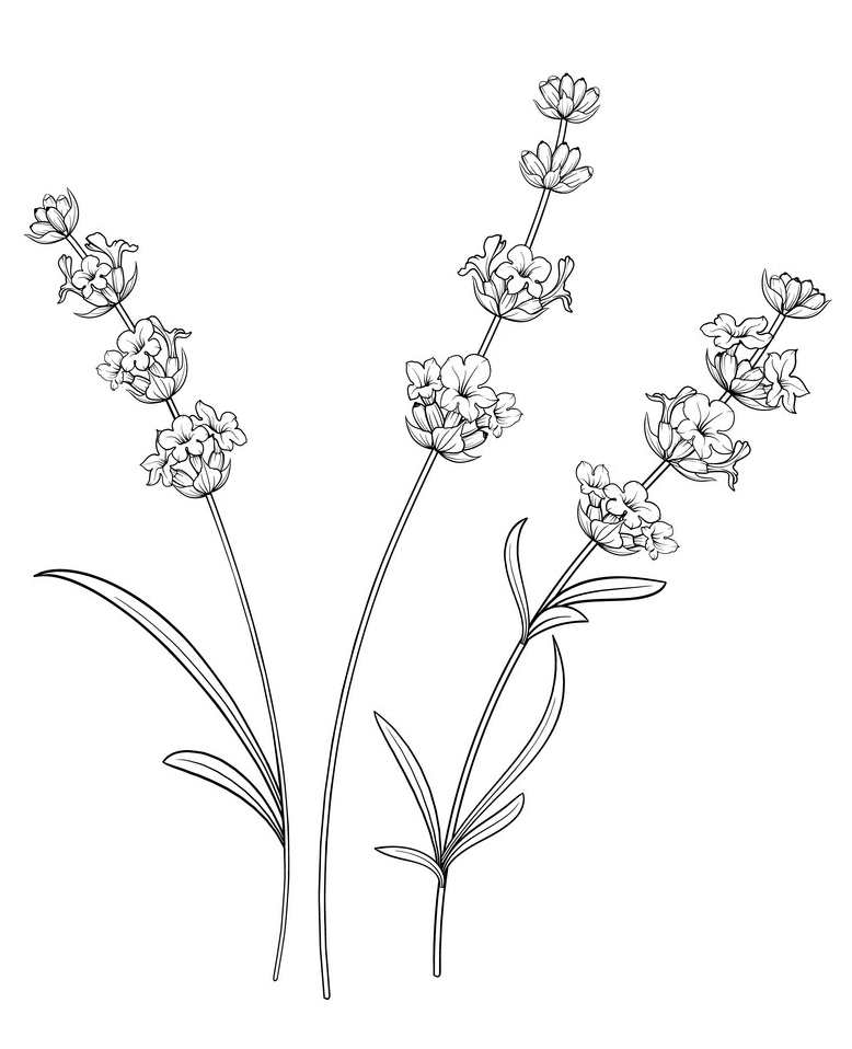 ラベンダーの花のイラスト白黒