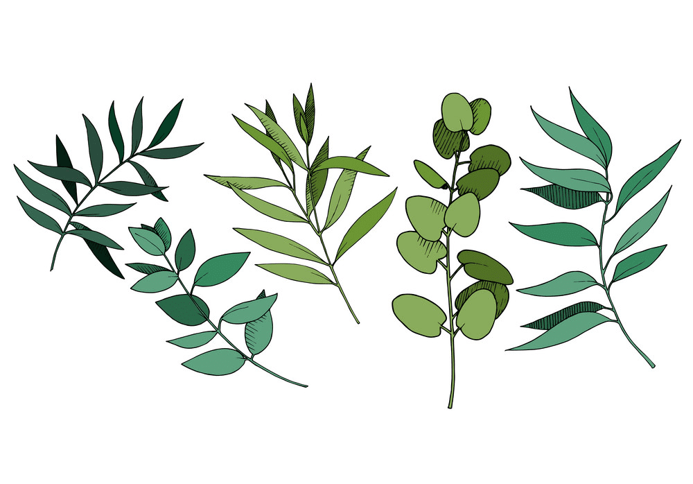 ユーカリの葉のイラスト
