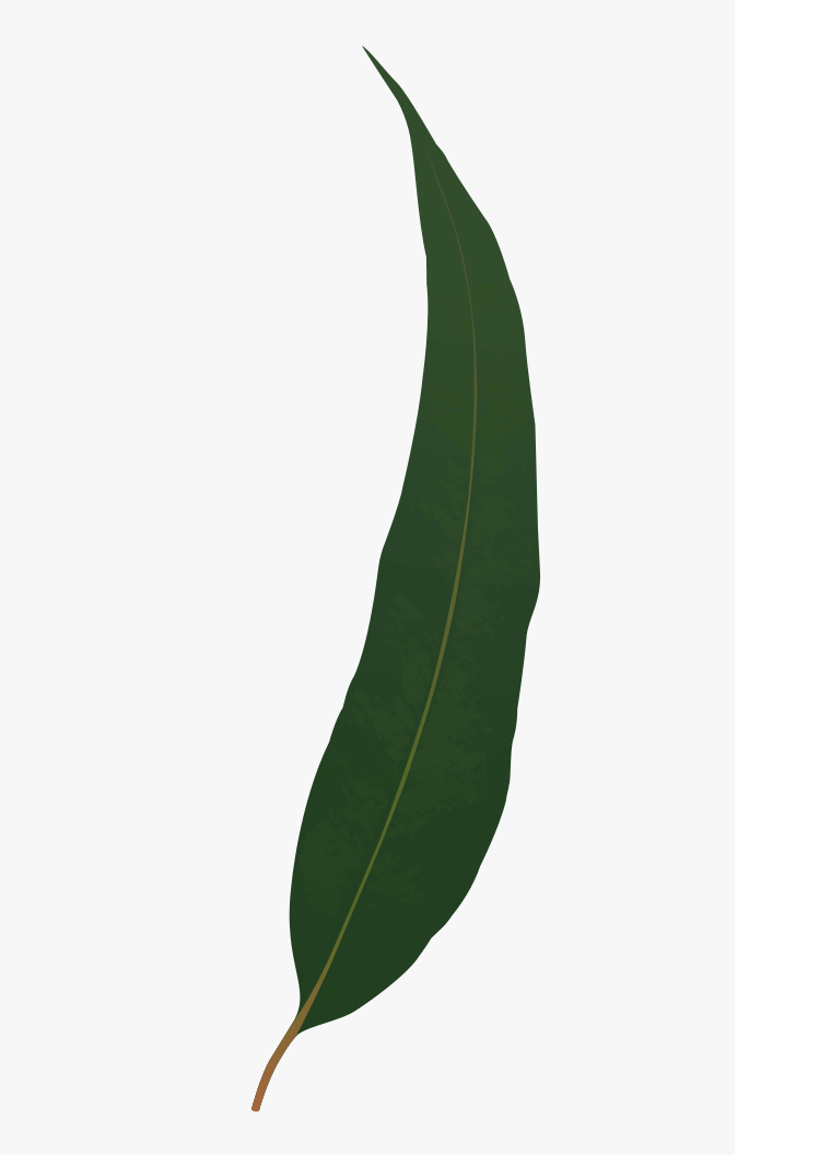 ユーカリの葉のイラスト