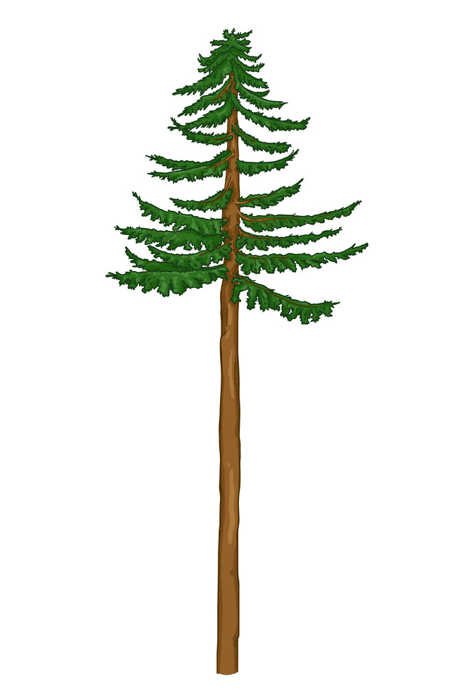 松の木のイラスト2 イラスト