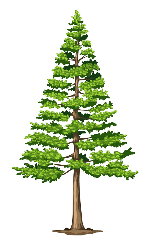 松の木のイラスト無料1 イラスト