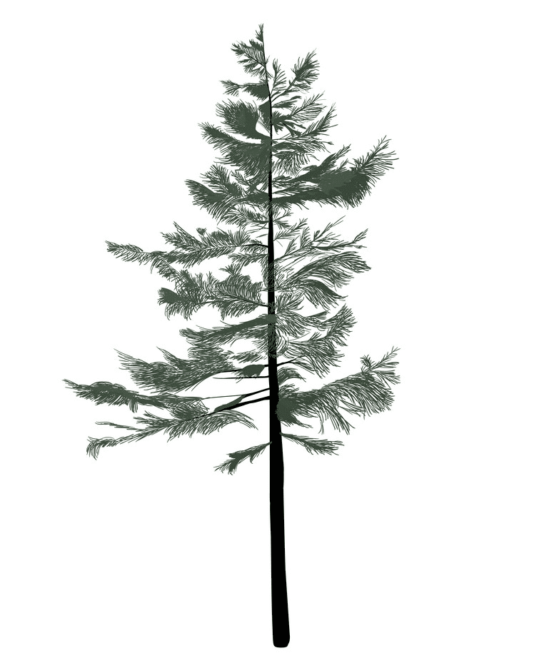 松の木のイラスト無料3 イラスト