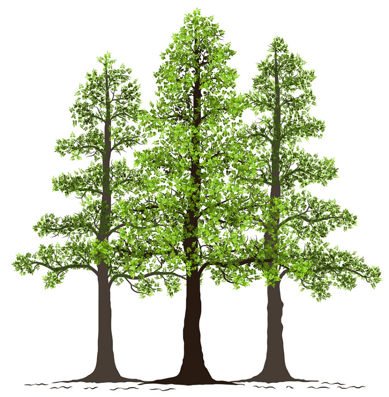 松の木のイラスト イラスト