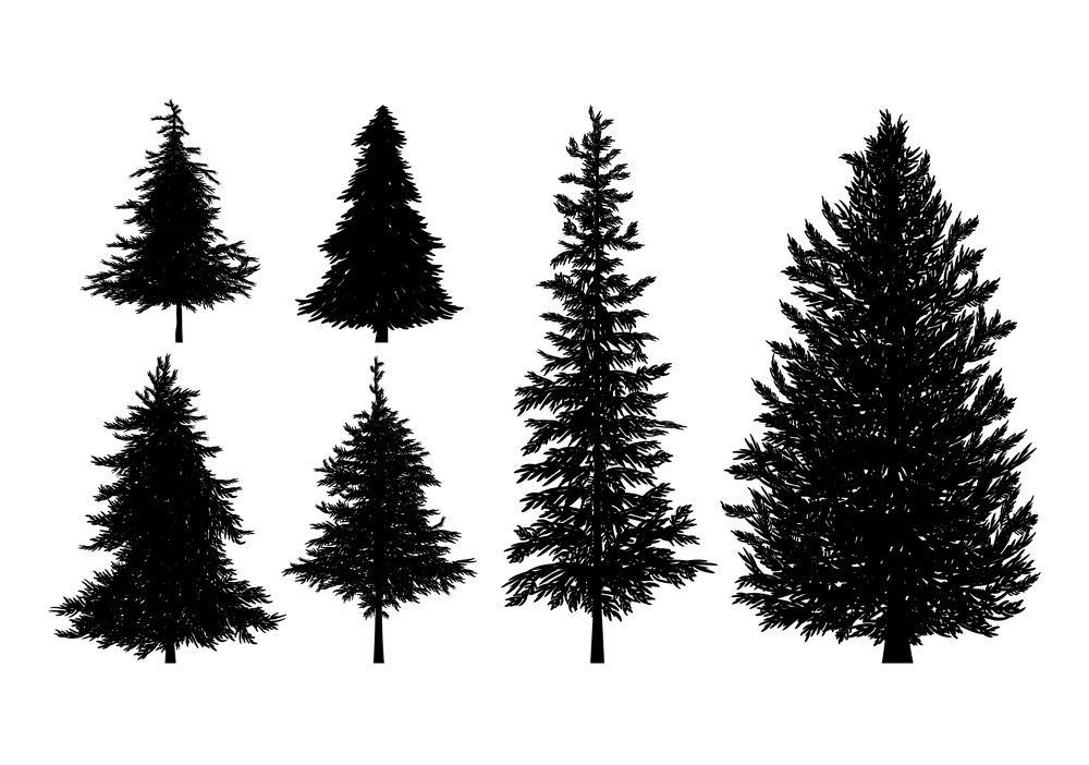 松の木のシルエット図 イラスト