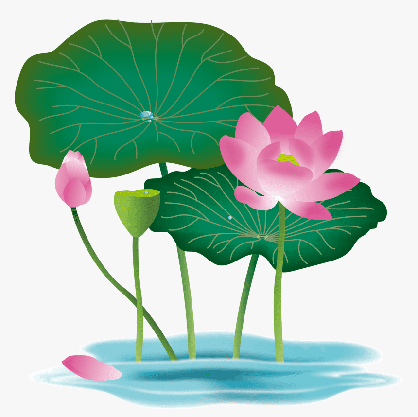 蓮の花のイラスト2