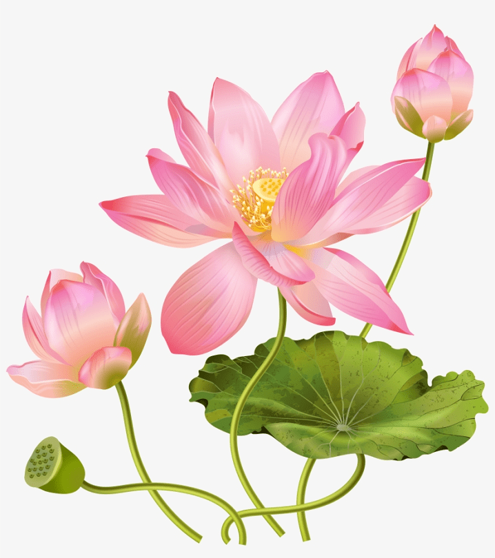 蓮の花のイラスト 7 イラスト