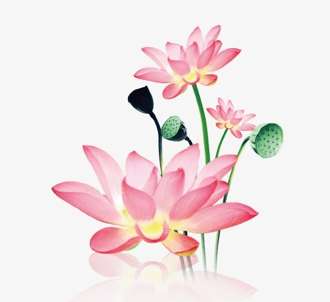 蓮の花のイラスト 8