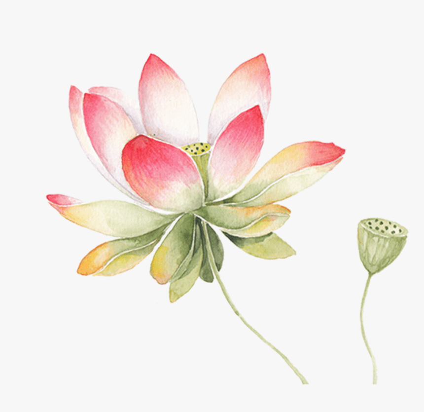 蓮の花のイラスト 9 イラスト