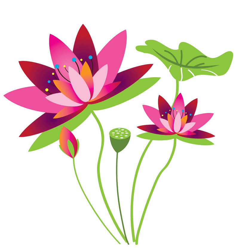 蓮の花のイラスト無料画像