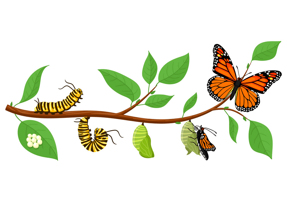 イモムシから蝶へのイラスト画像