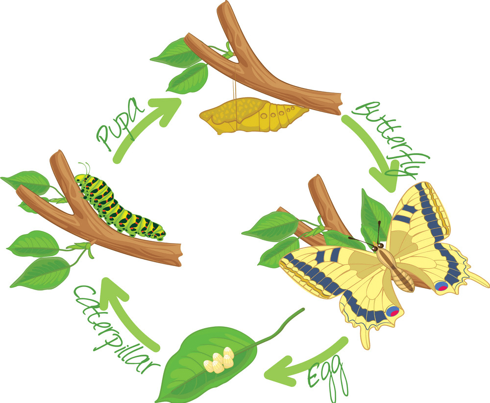 芋虫と蝶のイラスト png イメージ