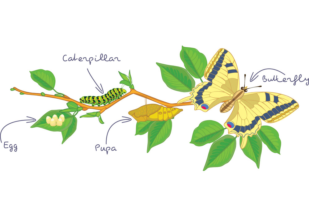 毛虫から蝶のイラスト png イメージ