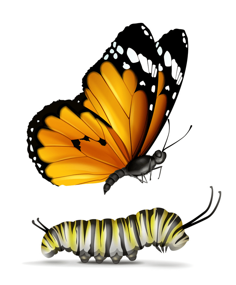 毛虫から蝶の図 イラスト