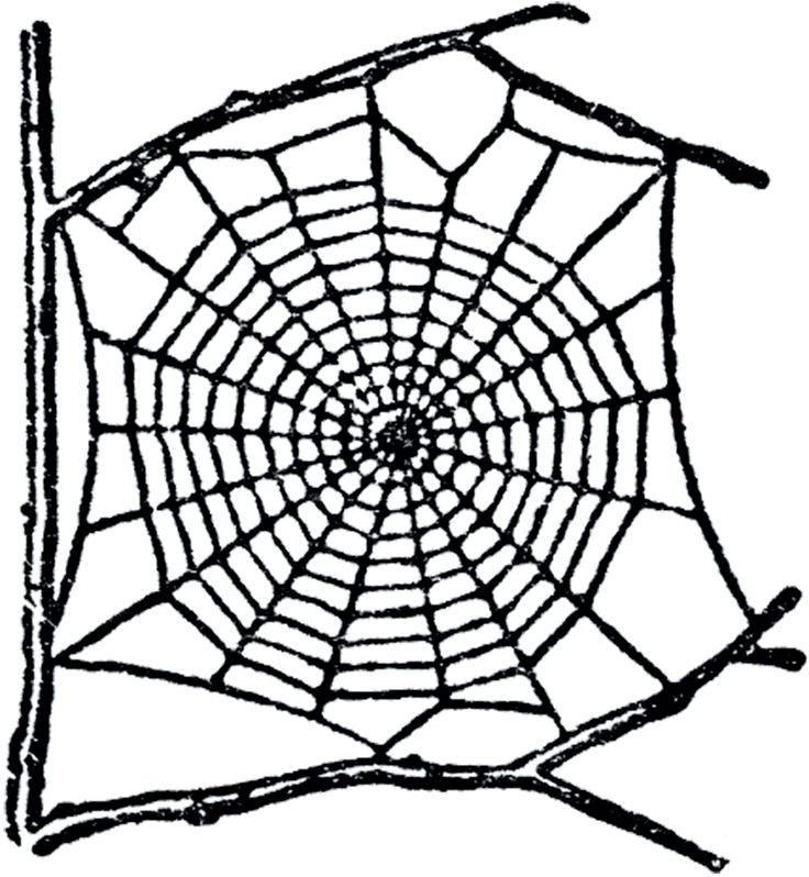蜘蛛の巣 イラスト 無料 4