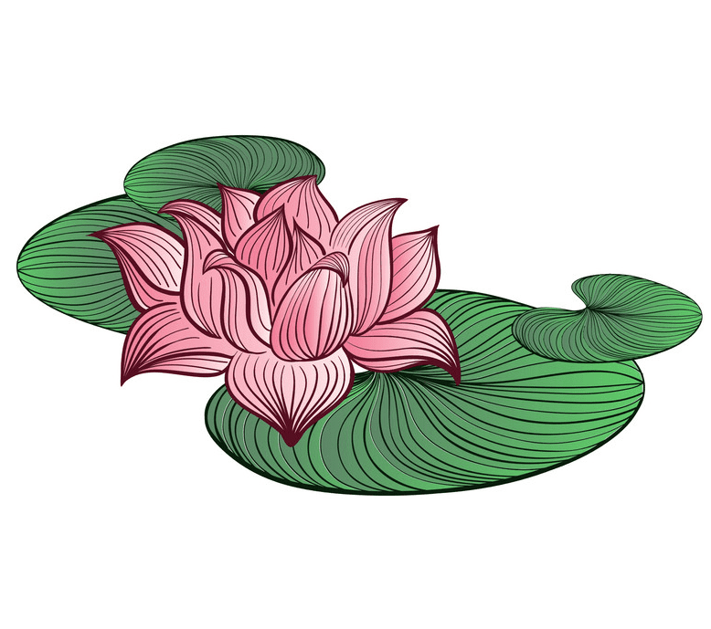 ピンクの蓮のイラスト 1 イラスト