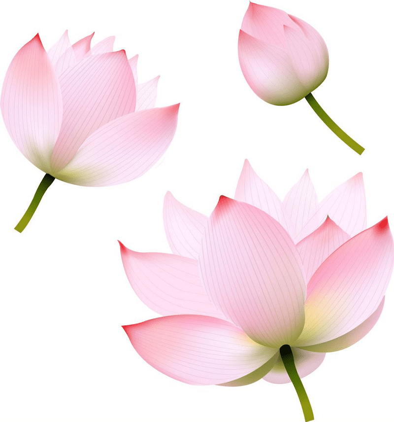 ピンクの蓮のイラスト PNG イメージ