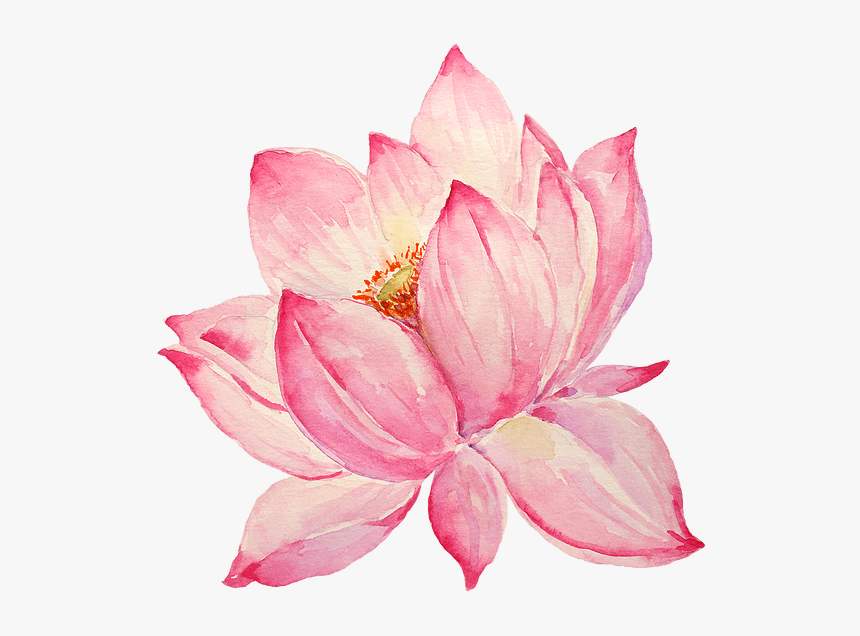 ピンクの蓮のイラスト イラスト