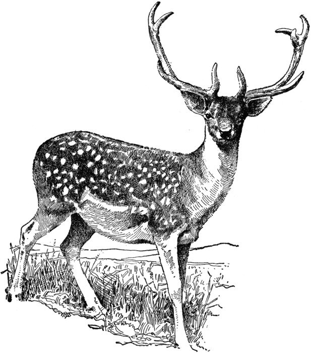 鹿のイラスト白黒ダウンロード イラスト