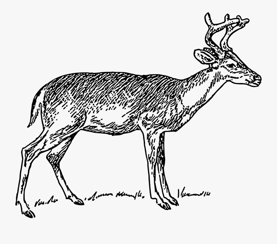 鹿のイラスト 白黒 PNG イメージ 2