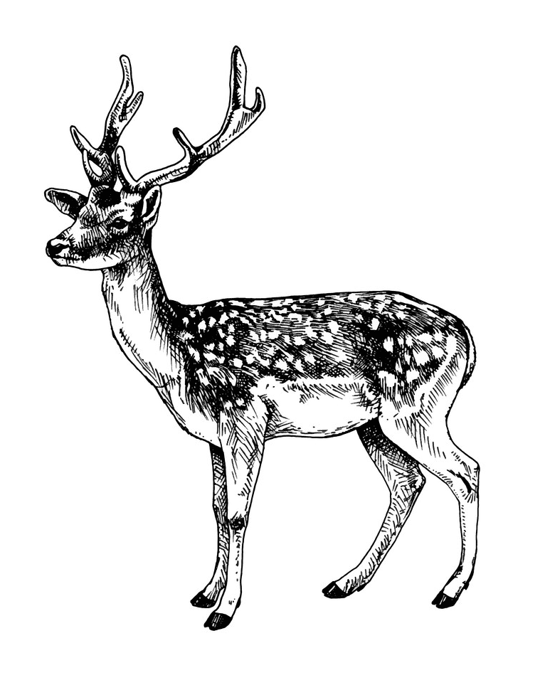 鹿のイラスト 白黒png イラスト