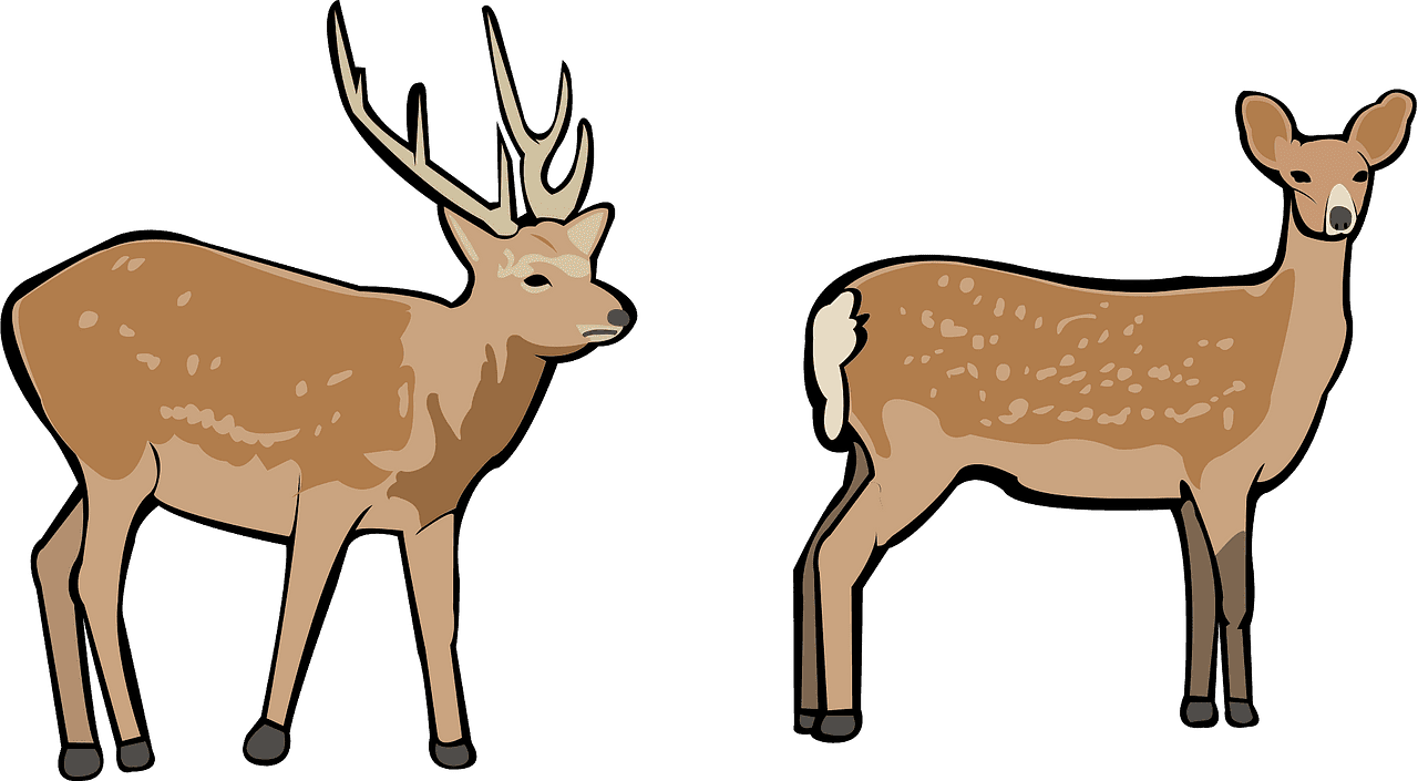 鹿のイラスト透明背景 3 イラスト