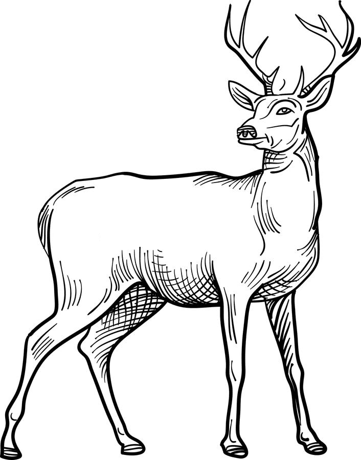 鹿の白黒イラストpng無料 イラスト