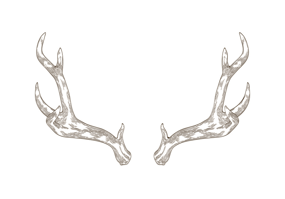鹿の角のイラストをダウンロード イラスト