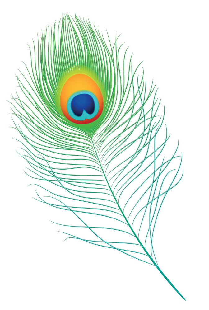 孔雀の羽 イラストイメージ
