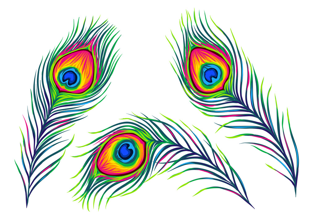 孔雀の羽のイラストpng 2 イラスト