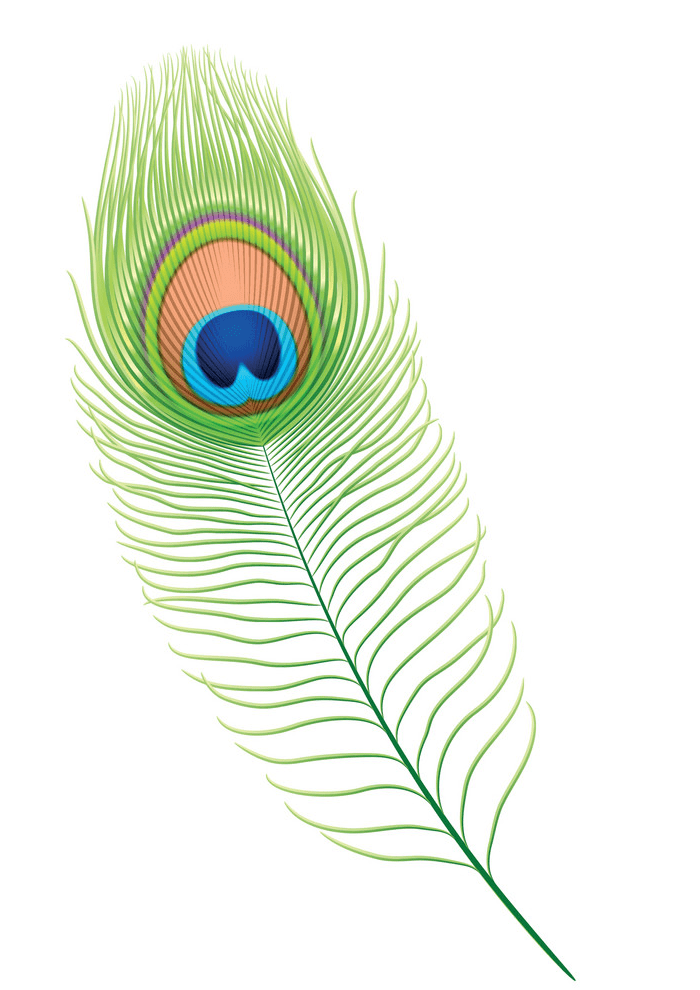 孔雀の羽のイラスト png イメージ