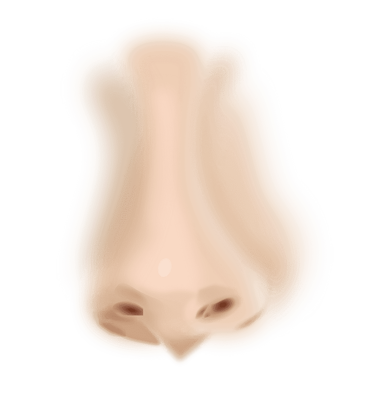 子供向けの透明な鼻のイラスト イラスト