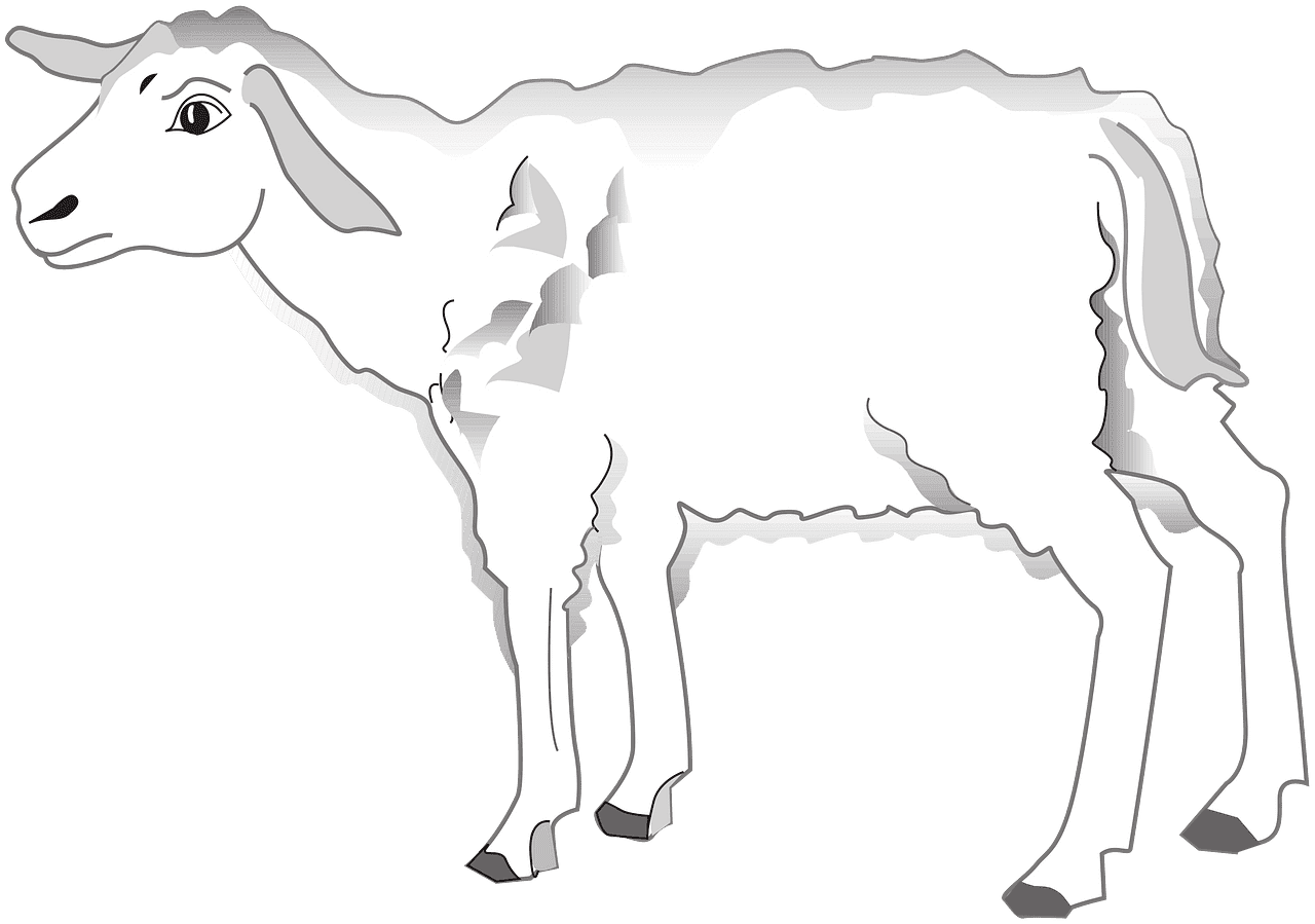 子供向けの透明な子羊のイラスト イラスト