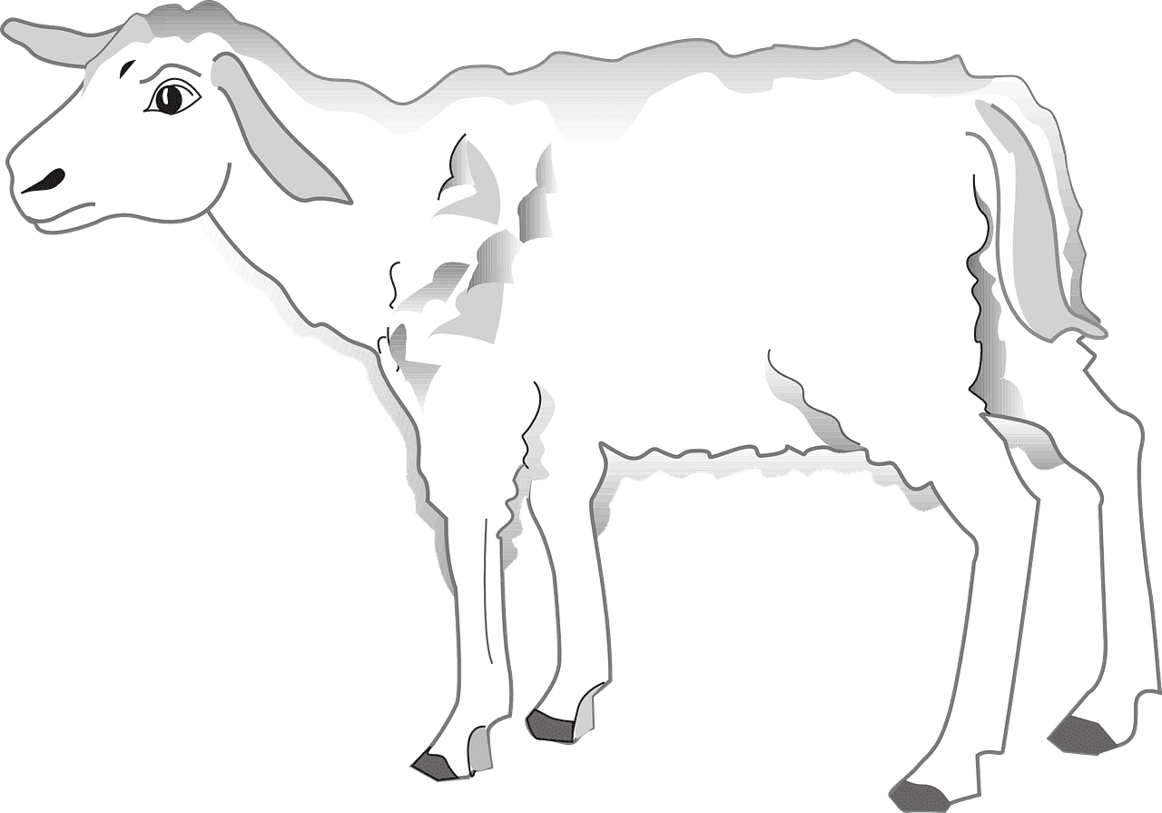 子羊のイラスト透明3 イラスト