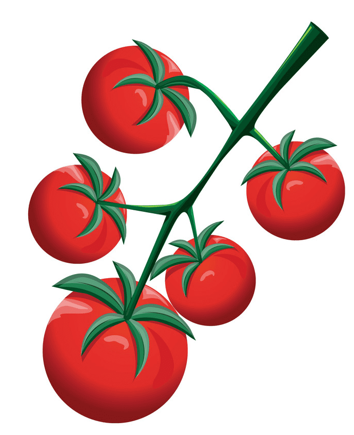 トマト イラスト画