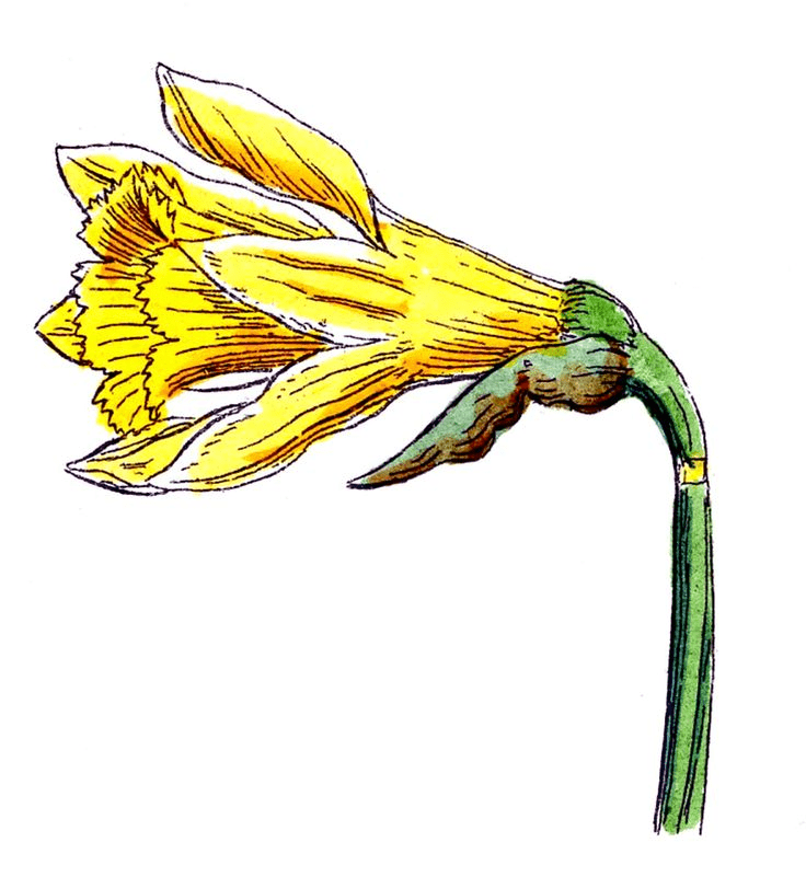 水仙の花のイラスト画像