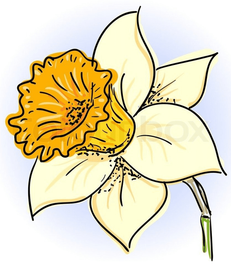 水仙の花のイラスト無料画像