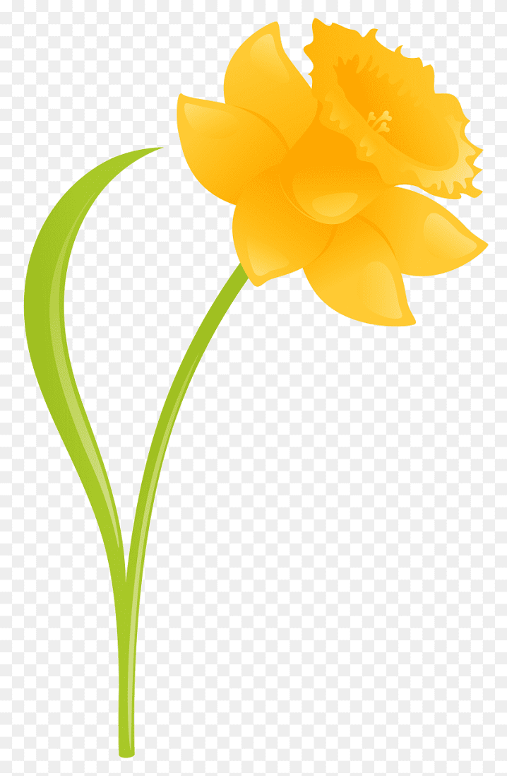 水仙の花のイラストPNG画像 イラスト