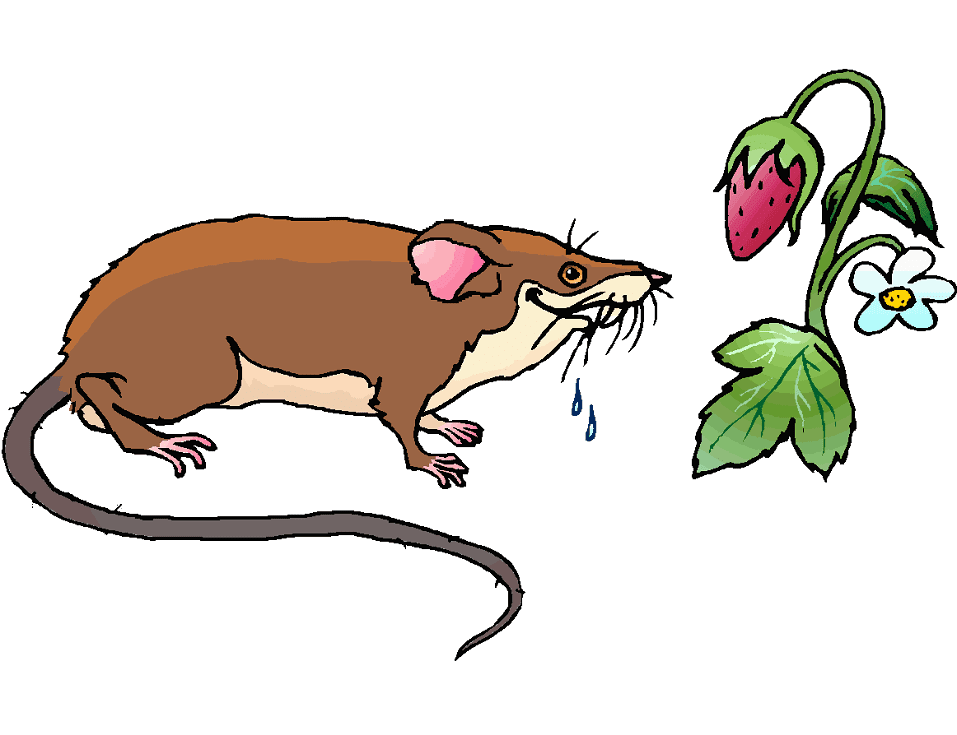 Crazy Rat Illustration