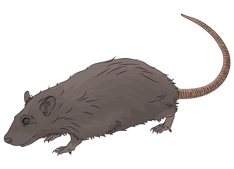 Download Rat Illustration Transparent Background