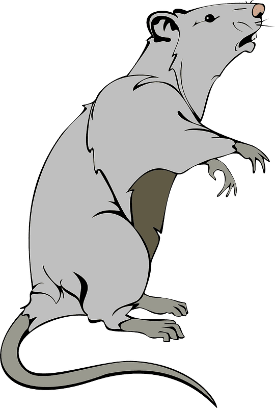 Free Rat Illustration Transparent Background