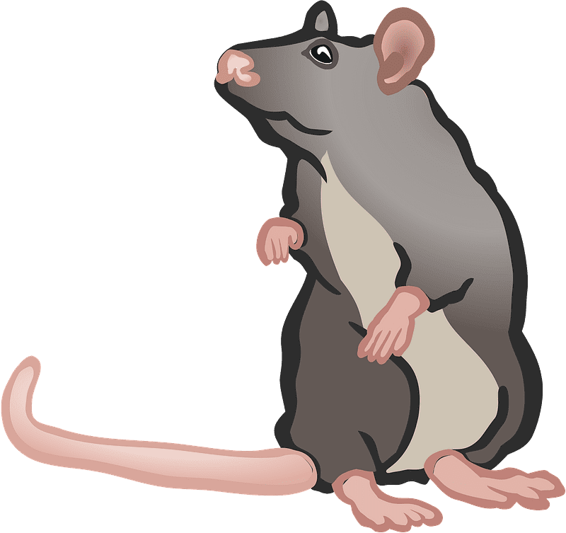 Free Rat Illustration Transparent