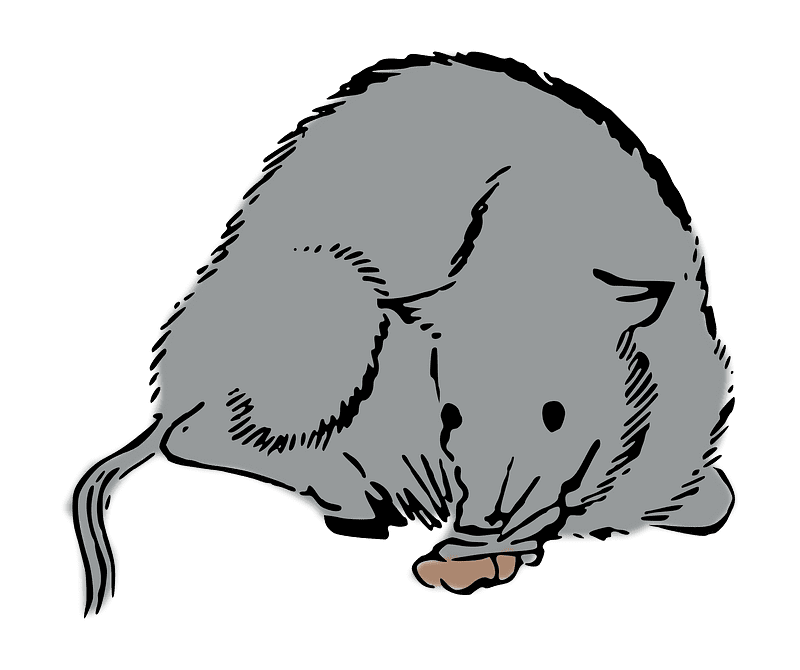 Japanese Rat Illustration Transparent