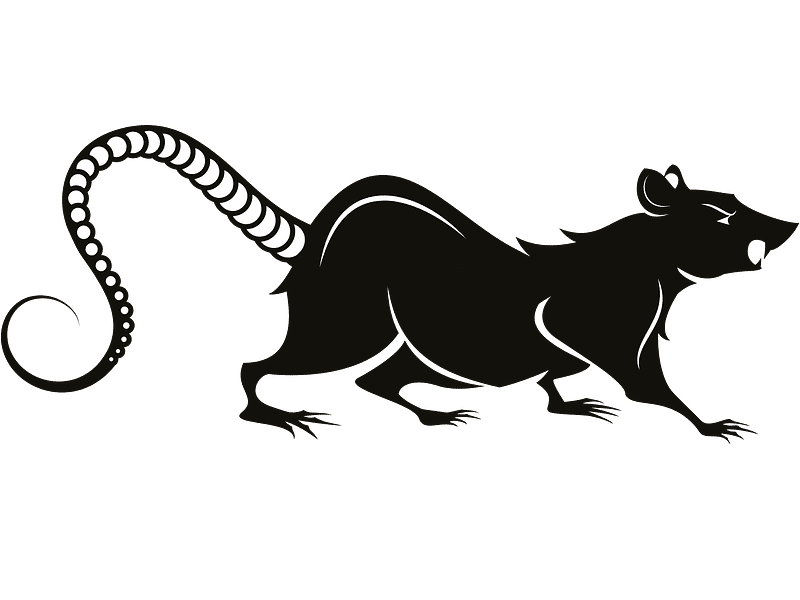 Rat Illustration For Free